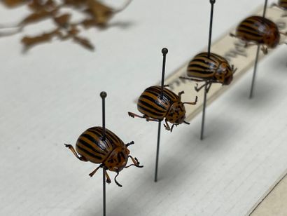 ENTOMOLOGIE - Montages entomologiques anciens,...