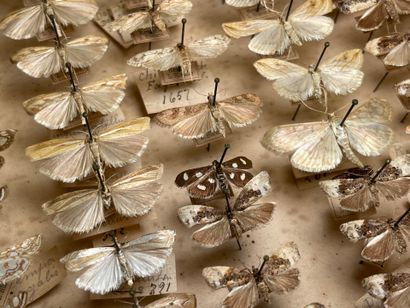 ENTOMOLOGIE - Hétérocères paléarctiques et...