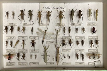 ENTOMOLOGIE - Insectes divers paléarctiques...