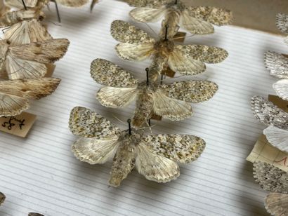 ENTOMOLOGIE - Hétérocères paléarctiques et...