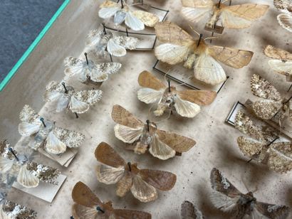 ENTOMOLOGIE - Hétérocères paléarctiques et...