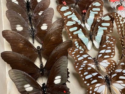 ENTOMOLOGIE - Lépidoptères exotiques et paléarctiques,...