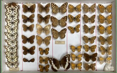 ENTOMOLOGIE - Rhopalocères paléarctiques...
