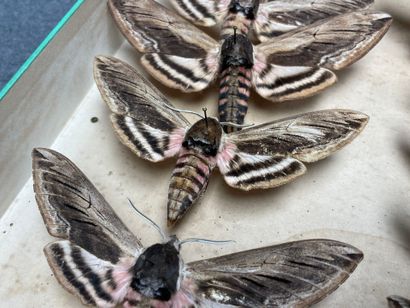 ENTOMOLOGIE - Hétérocères paléarctiques Sphingidae...