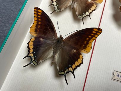 ENTOMOLOGIE - Rhopalocères paléarctiques...