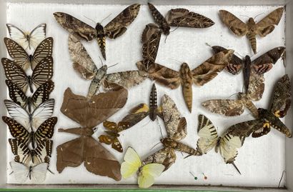 ENTOMOLOGIE - Hétérocères paléarctiques Sphingidae...