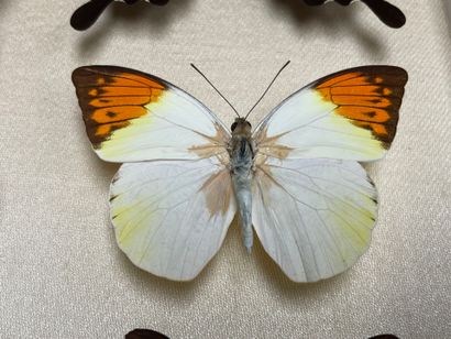 ENTOMOLOGIE - Lépidoptères exotiques dont...