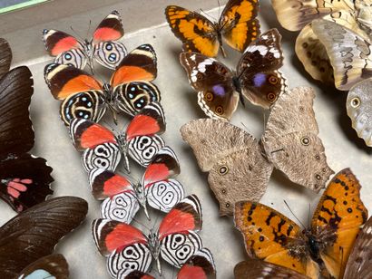 ENTOMOLOGIE - Lépidoptères exotiques et paléarctiques,...