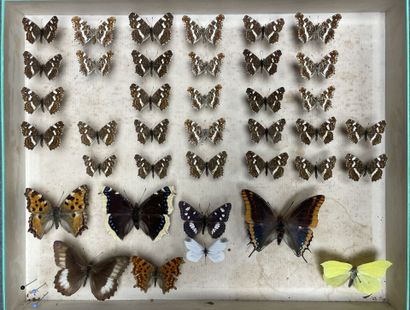ENTOMOLOGIE - Rhopalocères paléarctiques...