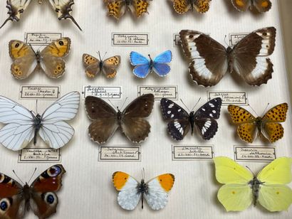 ENTOMOLOGIE - Rhopalocères paléarctiques...