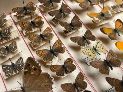 ENTOMOLOGIE - Rhopalocères paléarctiques...