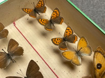ENTOMOLOGIE - Rhopalocères paléarctiques...