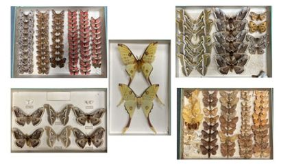 ENTOMOLOGIE - Hétérocères paléarctiques et...