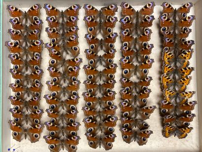 ENTOMOLOGIE - Rhopalocères paléarctiques...