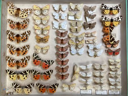 ENTOMOLOGIE - Hétérocères paléarctiques et...