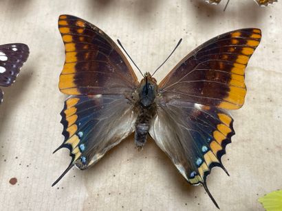 ENTOMOLOGIE - Rhopalocères paléarctiques...