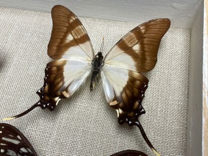 ENTOMOLOGIE - Lépidoptères exotiques dont...