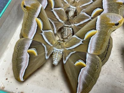 ENTOMOLOGIE - Hétérocères paléarctiques et...