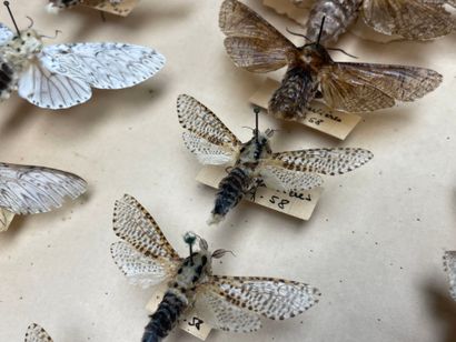 ENTOMOLOGIE - Hétérocères paléarctiques et...