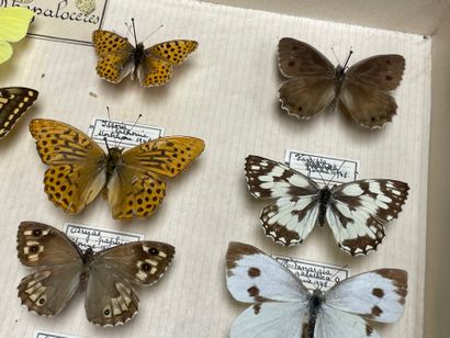 ENTOMOLOGIE - Rhopalocères paléarctiques...
