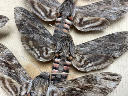 ENTOMOLOGIE - Hétérocères paléarctiques Sphingidae...