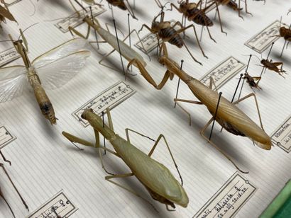 ENTOMOLOGIE - Insectes divers paléarctiques...