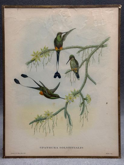 Suite de 9 lithographies anglaises sous verre...