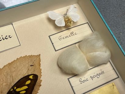 ENTOMOLOGIE - Montages entomologiques anciens,...