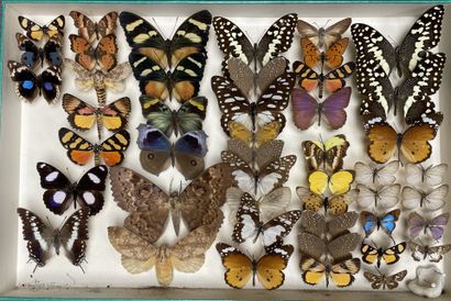 ENTOMOLOGIE - Lépidoptères exotiques et paléarctiques,...