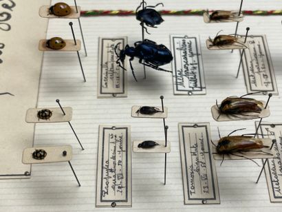 ENTOMOLOGIE - Coléoptères paléarctiques dont...