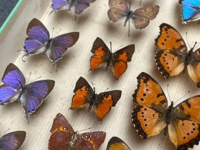 ENTOMOLOGIE - Lépidoptères exotiques et paléarctiques,...