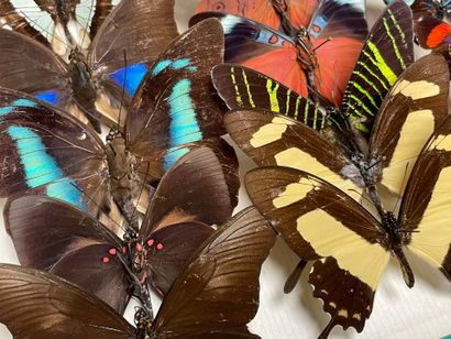 ENTOMOLOGIE - Lépidoptères exotiques et paléarctiques,...