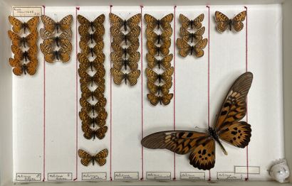 ENTOMOLOGIE - Rhopalocères paléarctiques...