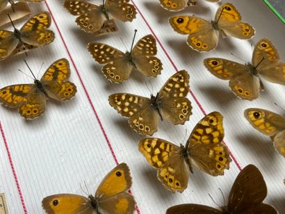 ENTOMOLOGIE - Rhopalocères paléarctiques...