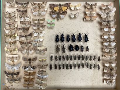 ENTOMOLOGIE - Hétérocères paléarctiques et...