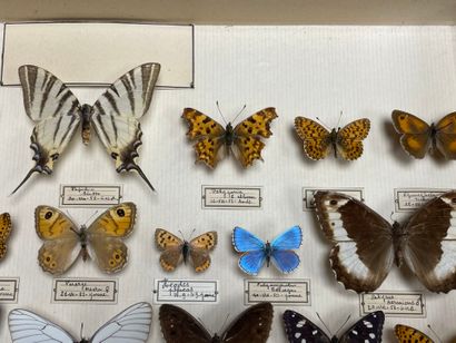 ENTOMOLOGIE - Rhopalocères paléarctiques...