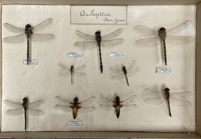 ENTOMOLOGIE - Insectes divers paléarctiques...