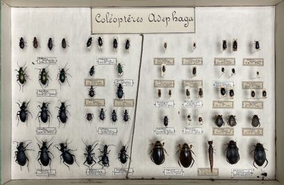 ENTOMOLOGIE - Coléoptères paléarctiques dont...
