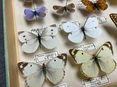 ENTOMOLOGIE - Rhopalocères paléarctiques...