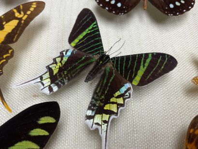 ENTOMOLOGIE - Lépidoptères exotiques et paléarctiques,...