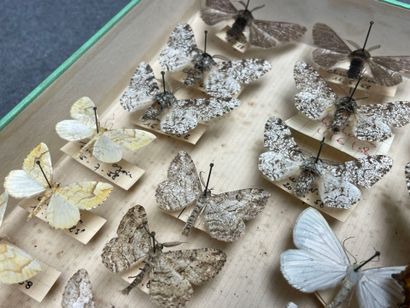 ENTOMOLOGIE - Lépidoptères exotiques et paléarctiques,...