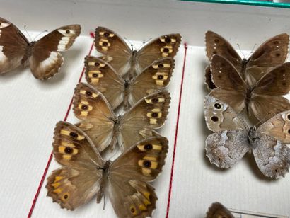 ENTOMOLOGIE - Rhopalocères paléarctiques...