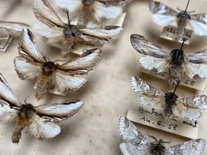 ENTOMOLOGIE - Hétérocères paléarctiques et...