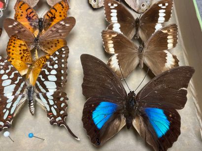 ENTOMOLOGIE - Lépidoptères exotiques et paléarctiques,...