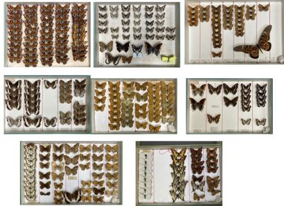 ENTOMOLOGIE - Rhopalocères paléarctiques...