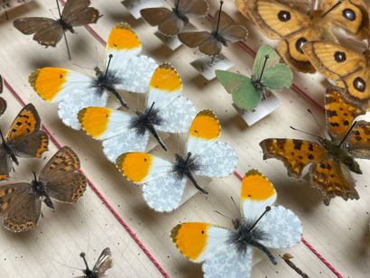 ENTOMOLOGIE - Rhopalocères paléarctiques...