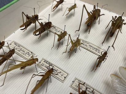 ENTOMOLOGIE - Insectes divers paléarctiques...