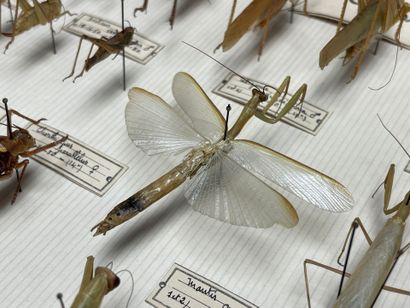 ENTOMOLOGIE - Insectes divers paléarctiques...