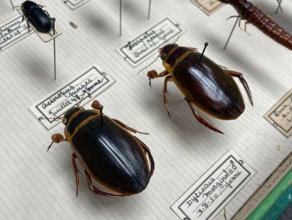 ENTOMOLOGIE - Coléoptères paléarctiques dont...