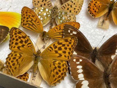 ENTOMOLOGIE - Lépidoptères exotiques et paléarctiques,...